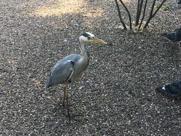 Heron Spotted while spending time with Pelicans In London